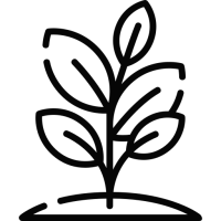 plante plante